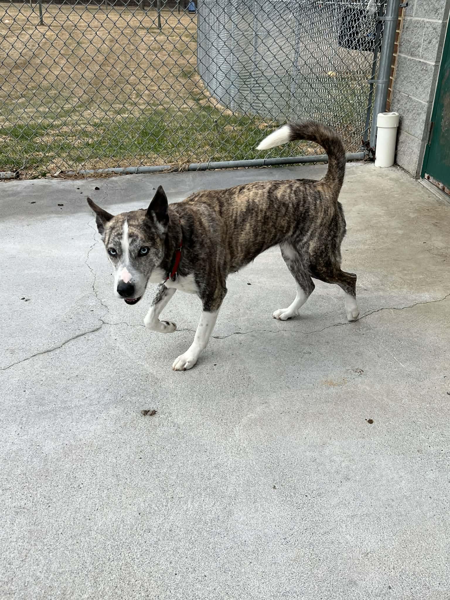 Enlarge Princess, an adopted mixed breed in Berryville, VA image 2/2