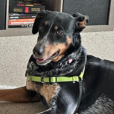 Nairobi, Adoptable, Adult Female Mixed Breed & Australian Cattle Dog / Blue Heeler.