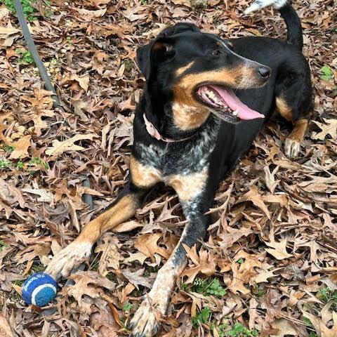 Nairobi, a Adoptable mixed breed in Raleigh, NC image 2/6