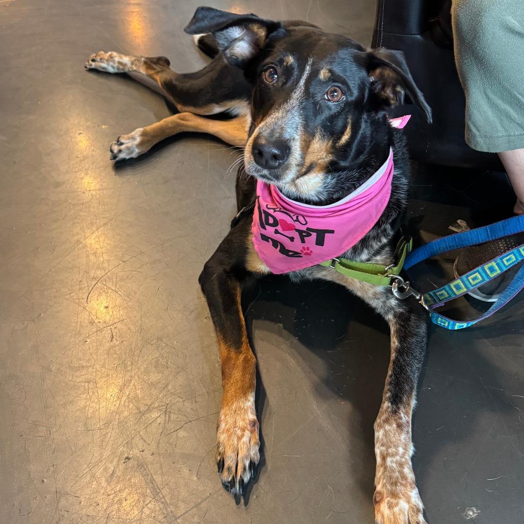 Nairobi, a Adoptable mixed breed in Raleigh, NC image 3/6