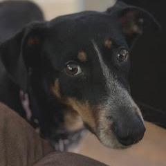 Nairobi, a Adoptable mixed breed in Raleigh, NC image 4/6