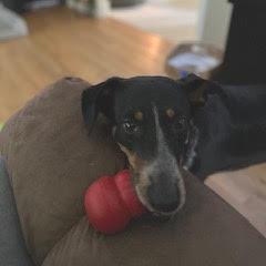 Nairobi, a Adoptable mixed breed in Raleigh, NC image 5/6