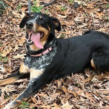 Nairobi, a Adoptable mixed breed in Raleigh, NC image 6/6