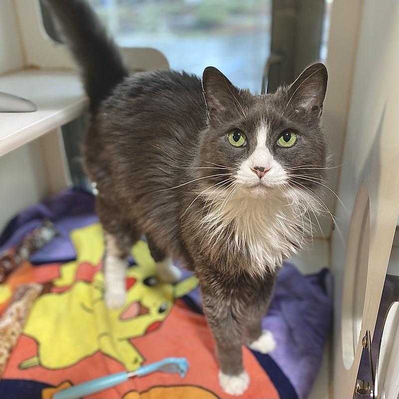 Greyson, ADOPTABLE, Adult Male Domestic Long Hair.