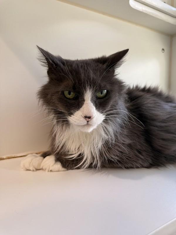 Enlarge Greyson, a ADOPTABLE Domestic Long Hair in Truckee, CA image 4/4