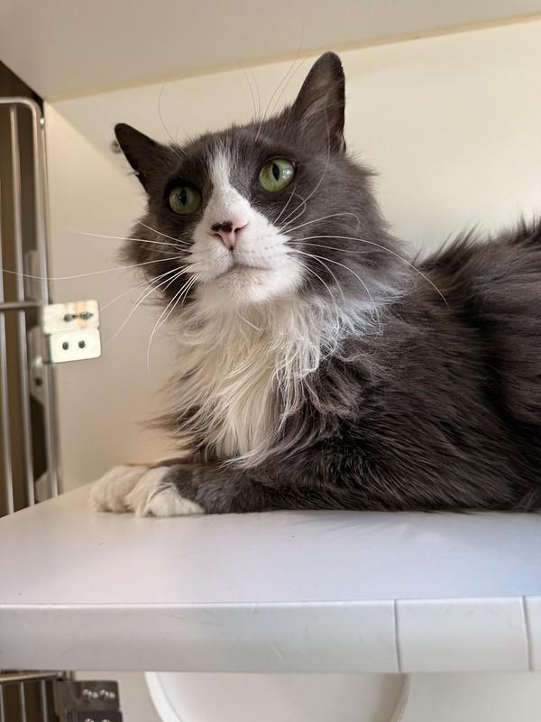 Enlarge Greyson, a ADOPTABLE Domestic Long Hair in Truckee, CA image 3/4