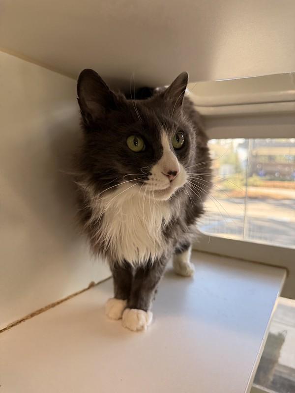 Enlarge Greyson, a ADOPTABLE Domestic Long Hair in Truckee, CA image 2/4