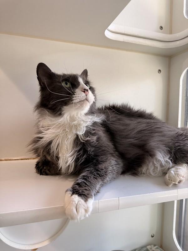 Greyson, ADOPTABLE, Adult Male Domestic Long Hair.