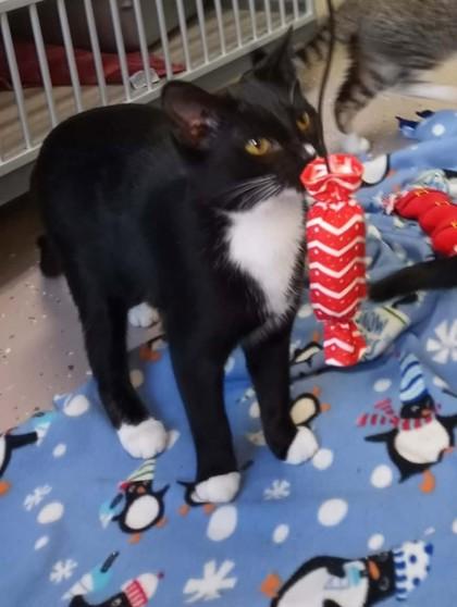 Joy, Adoptable, Kitten Female Domestic Short Hair.