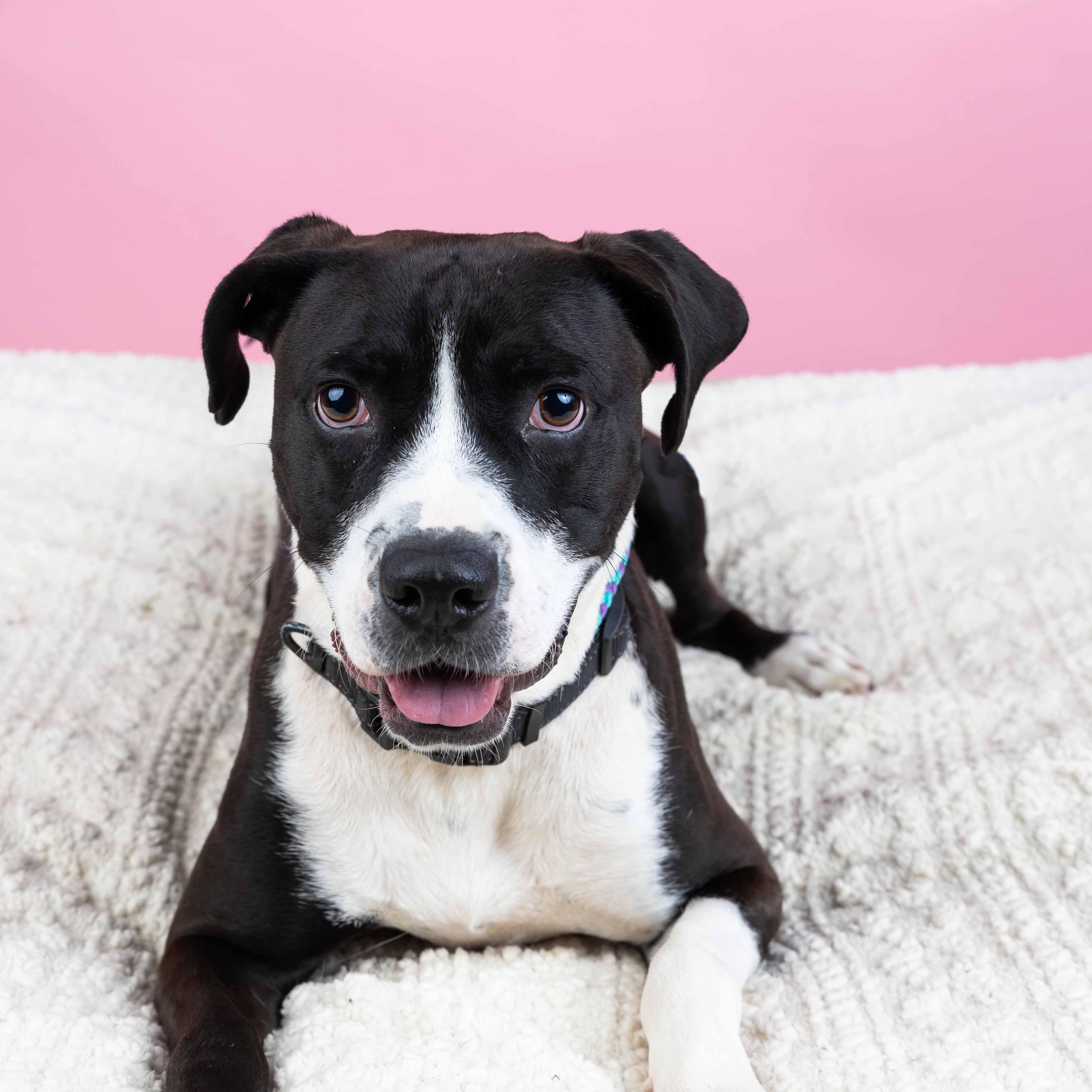 Enlarge Max, a Adoptable mixed breed in Cumberland, RI image 4/6