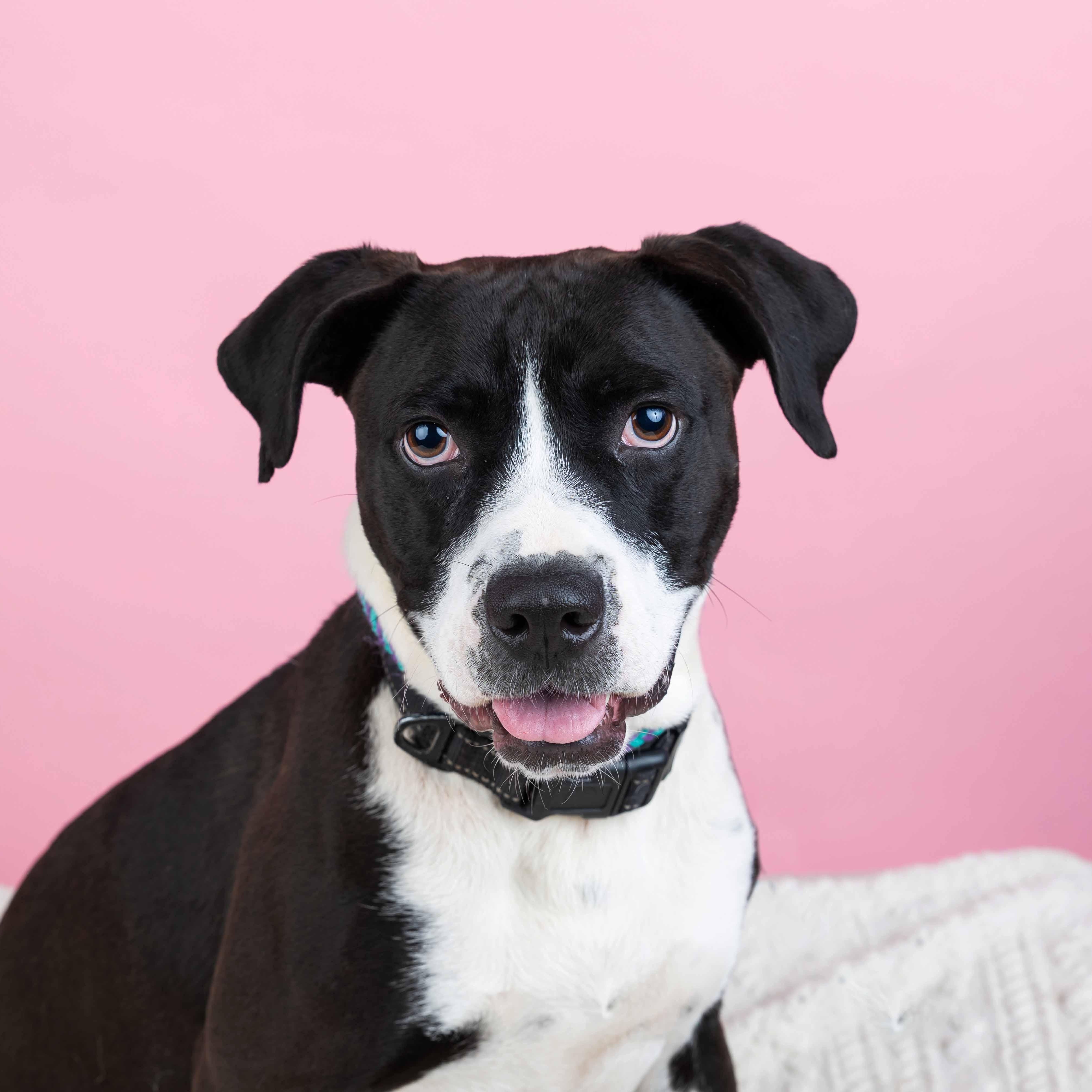 Enlarge Max, a Adoptable mixed breed in Cumberland, RI image 5/6