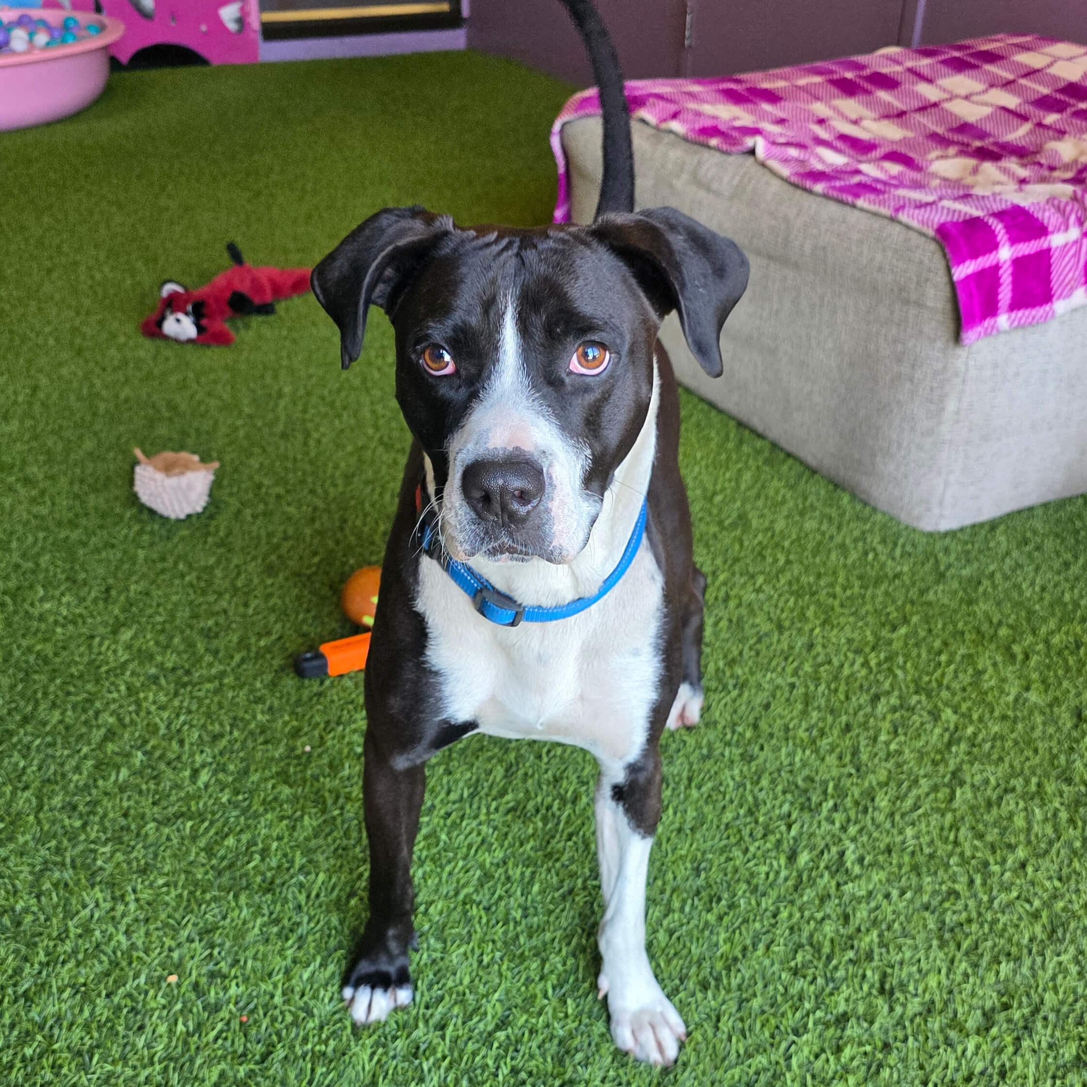Enlarge Max, a Adoptable mixed breed in Cumberland, RI image 2/6