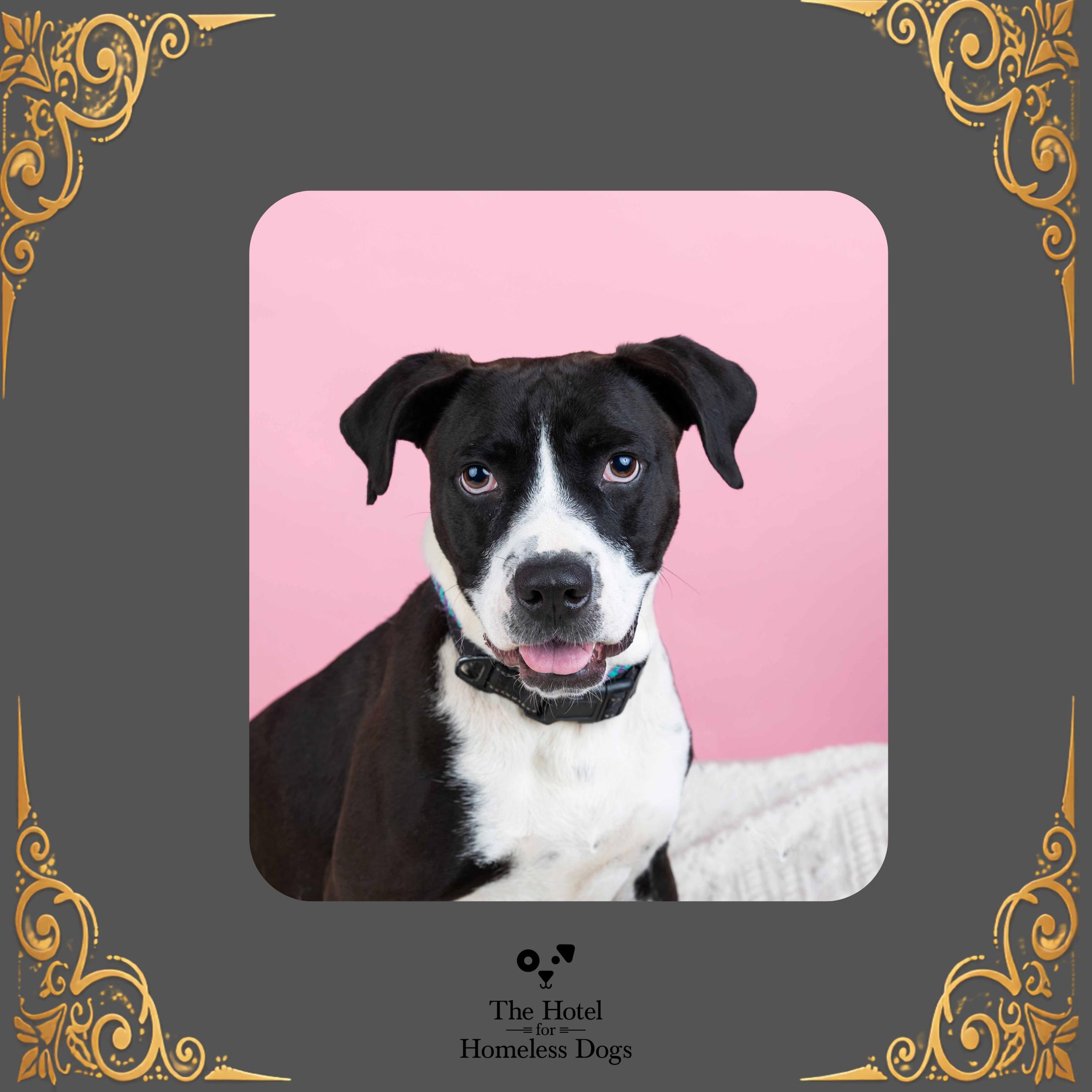 Max, Adoptable, Adult Male American Staffordshire Terrier & Terrier.