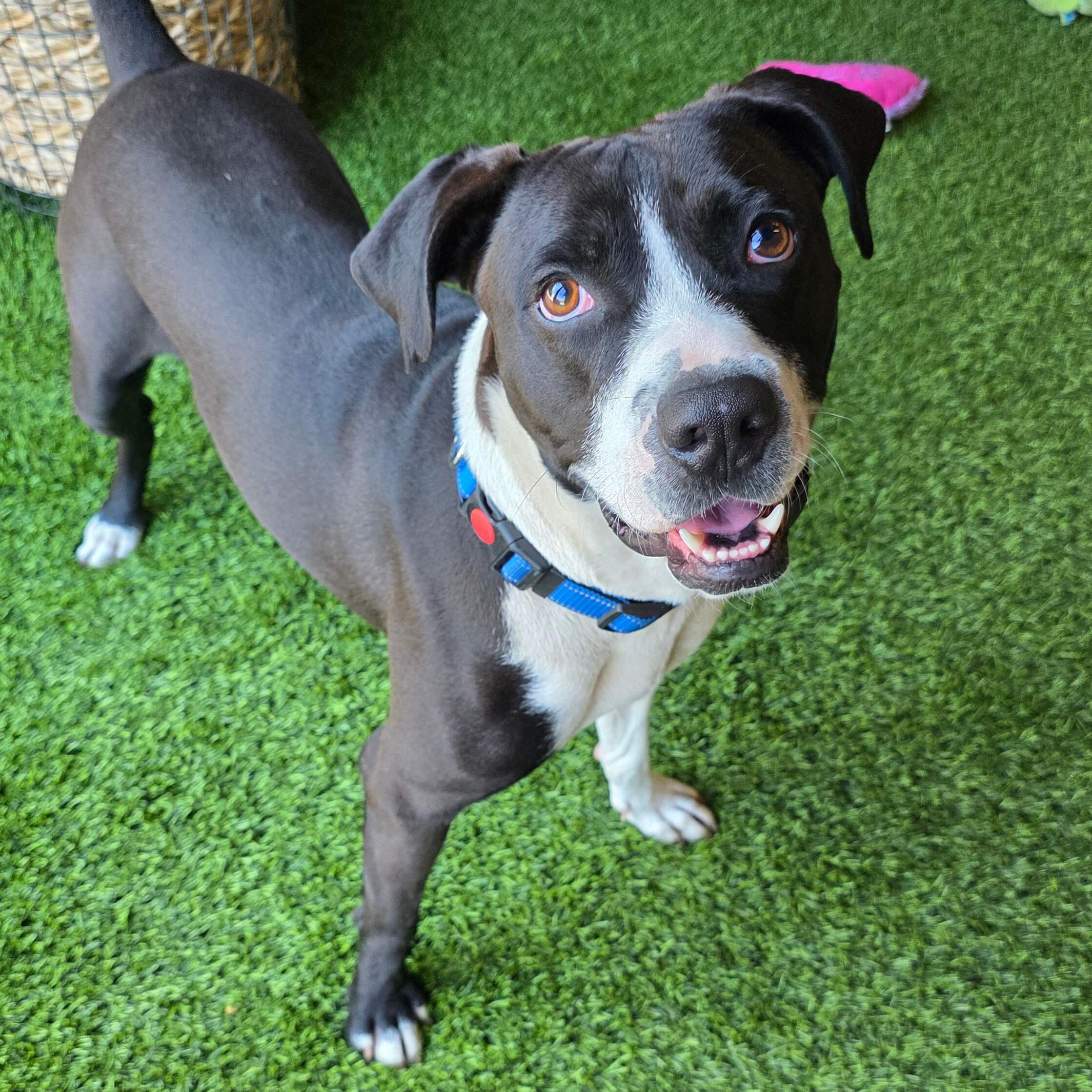 Enlarge Max, a Adoptable mixed breed in Cumberland, RI image 3/6