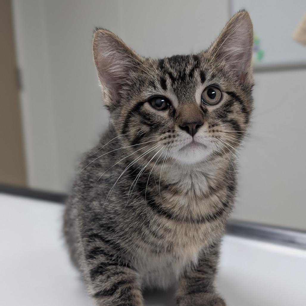 Lonnie, Adoptable, Kitten Male Domestic Short Hair.