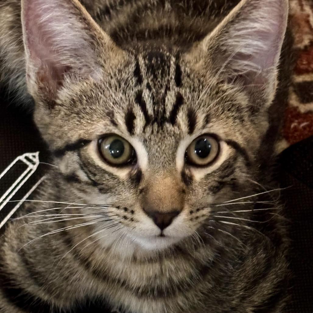 Lonnie, a Adoptable Domestic Short Hair in Canton, IL image 3/3