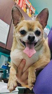 Etta James {COMING SOON}, Adoptable, Senior Female Chihuahua.