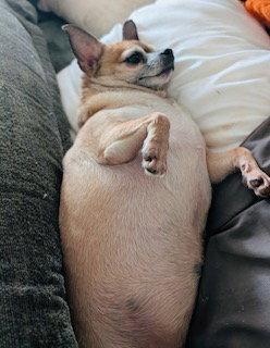 Enlarge Etta James {COMING SOON}, a Adoptable Chihuahua in Nashville, TN image 2/3
