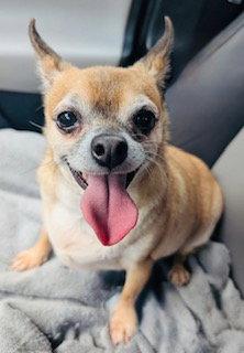 Enlarge Etta James {COMING SOON}, a Adoptable Chihuahua in Nashville, TN image 3/3