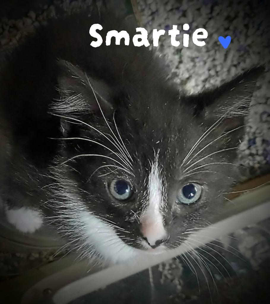Smartie Candy, Adoptable, Kitten Male Domestic Short Hair.