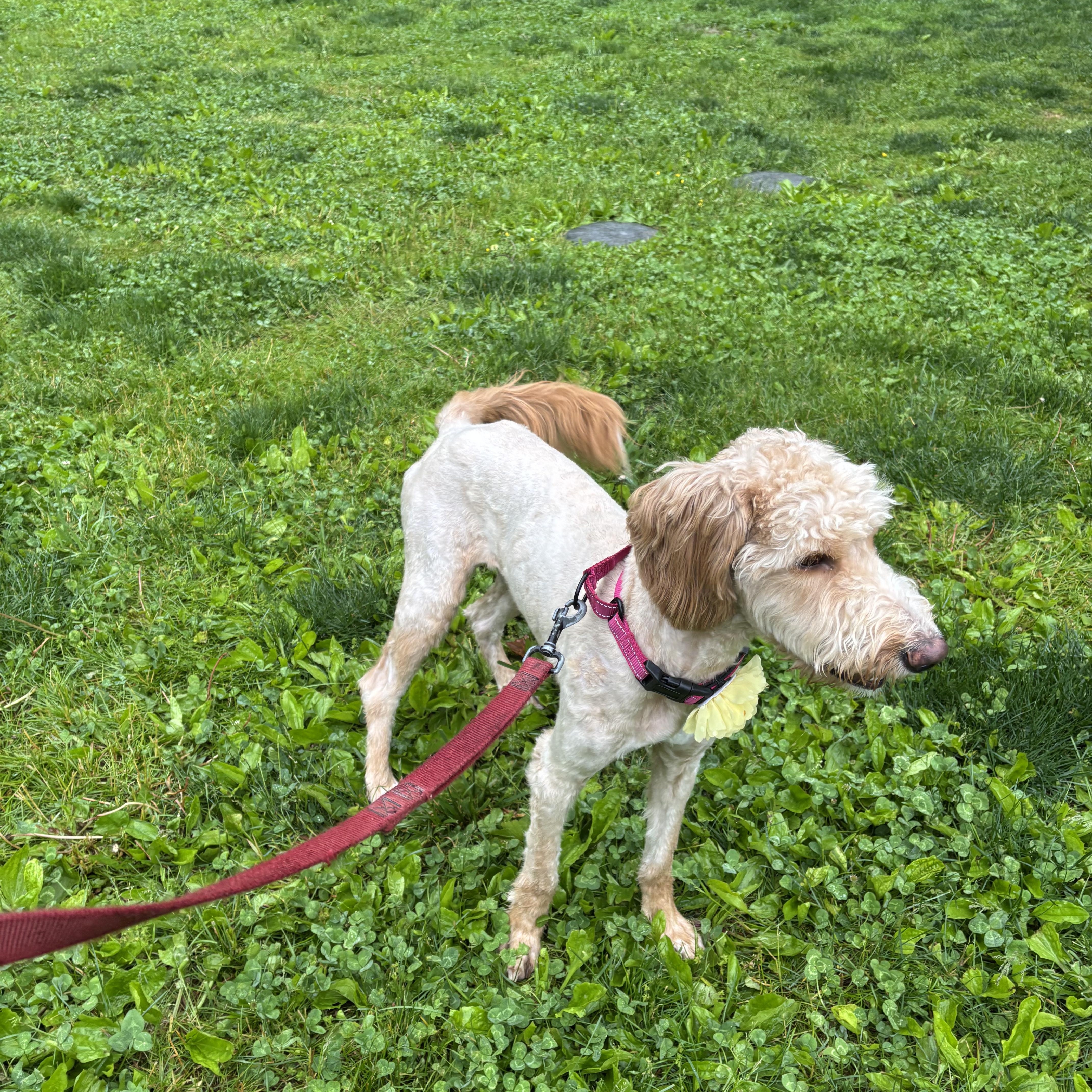 Enlarge Amy (Female), an adopted mixed breed in West Grove, PA image 2/4