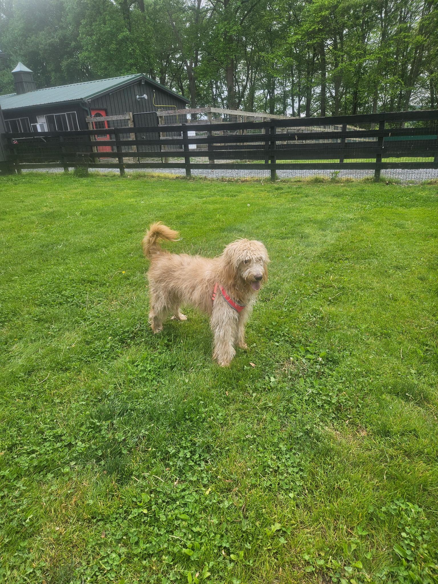 Enlarge Amy (Female), an adopted mixed breed in West Grove, PA image 4/4