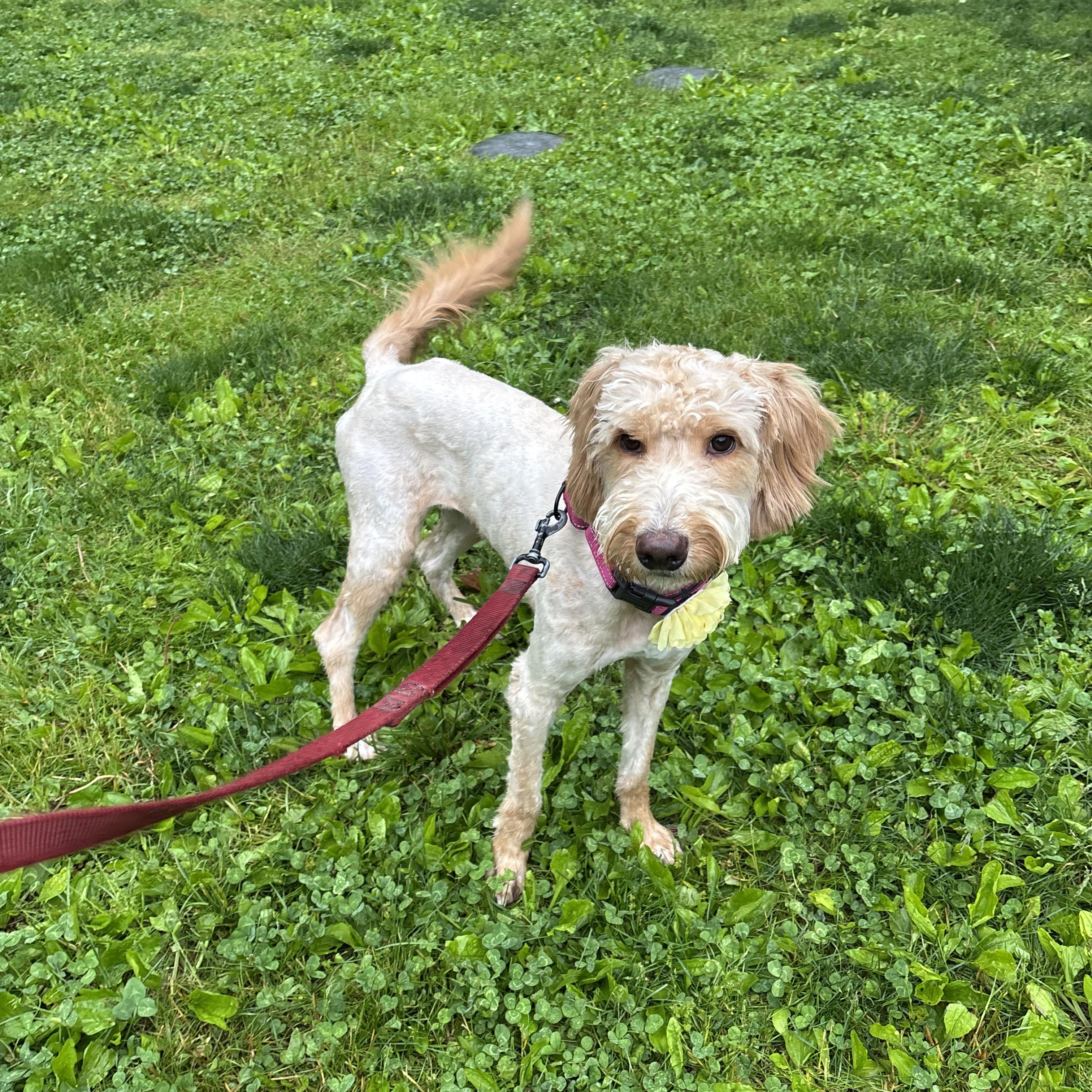 Amy (Female), adopted, Young Female Poodle & Goldendoodle.