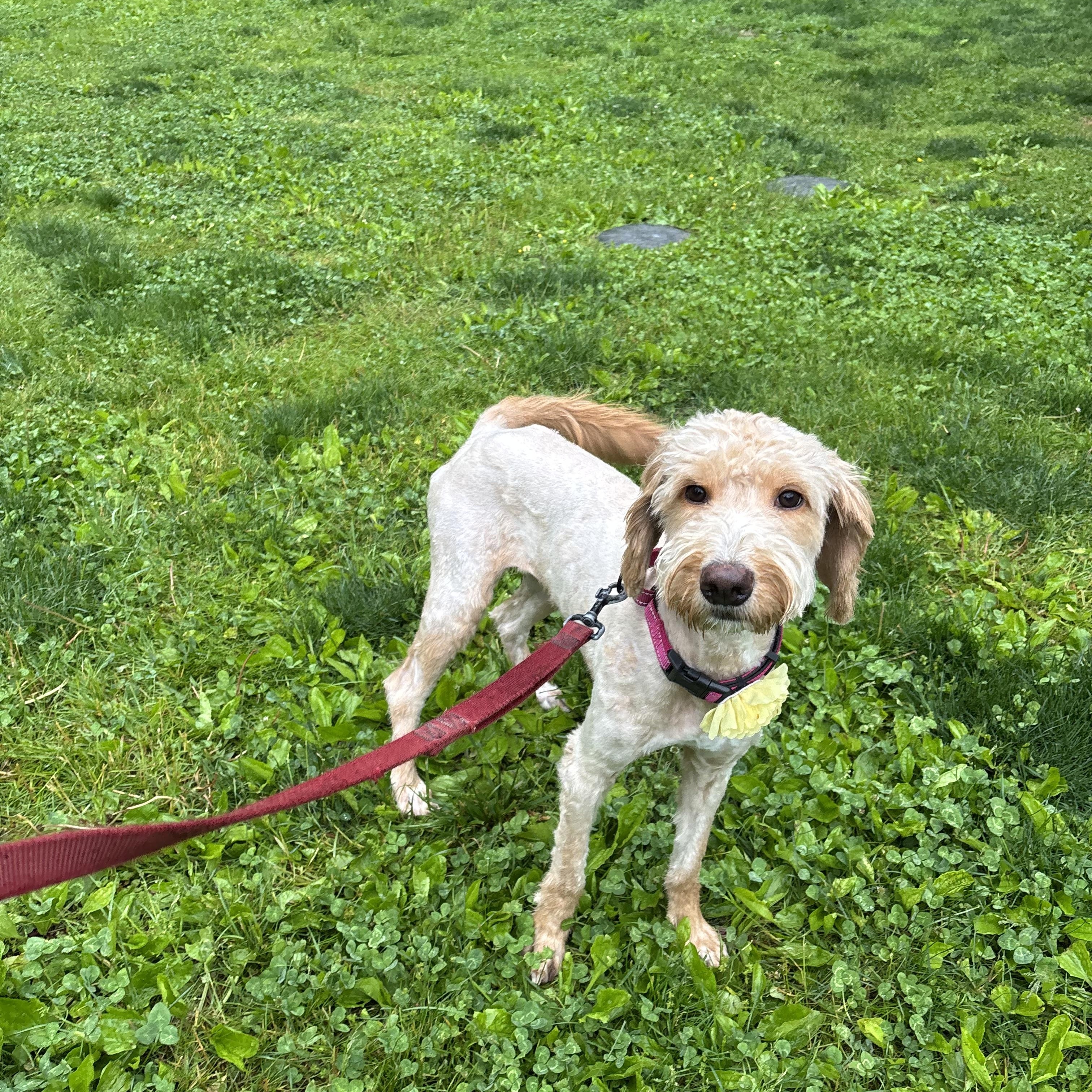 Enlarge Amy (Female), an adopted mixed breed in West Grove, PA image 3/4