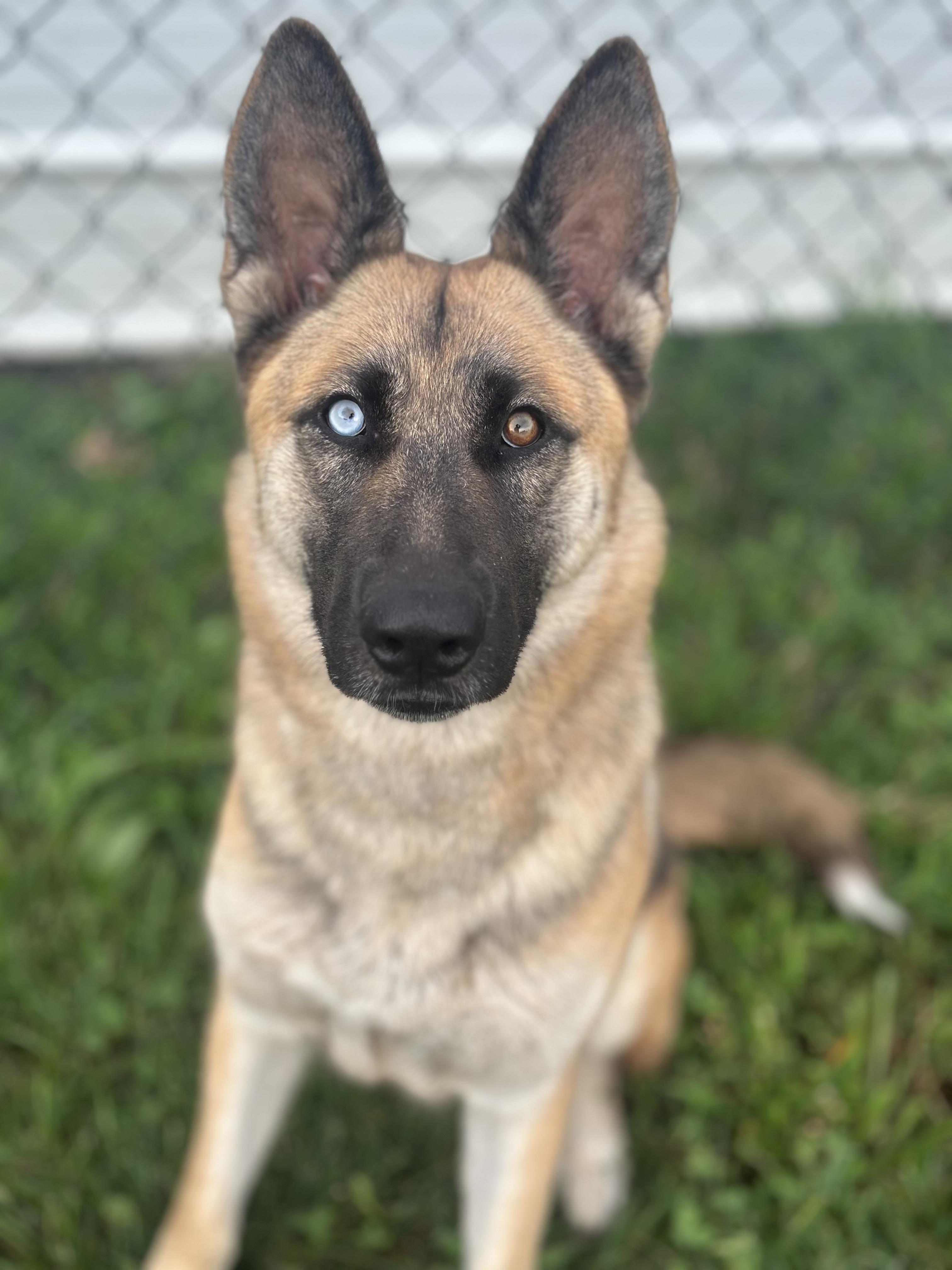 Bashful, adopted, Young Female German Shepherd Dog & Siberian Husky.