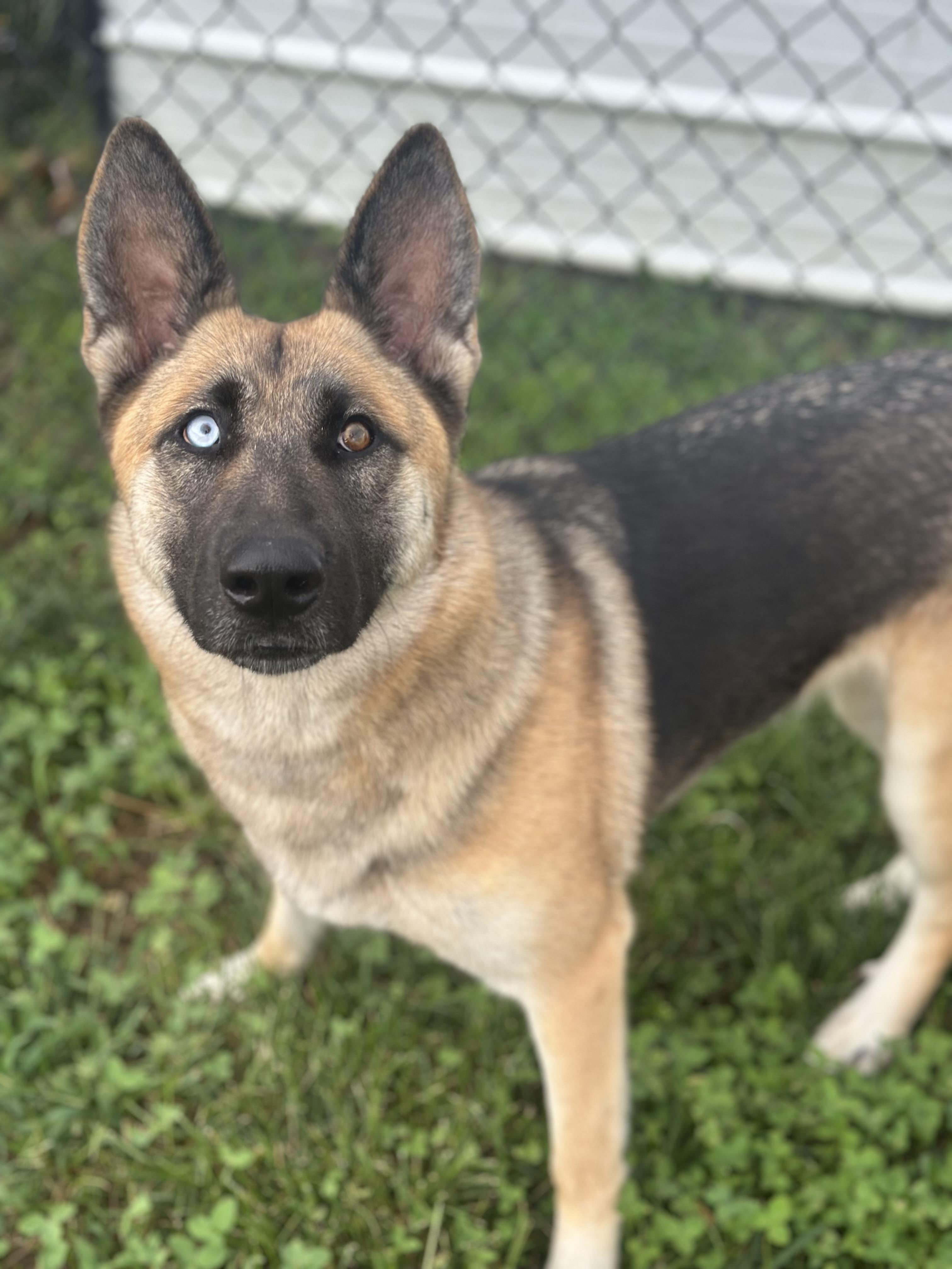 Enlarge Bashful, an adopted mixed breed in Stafford, VA image 2/6