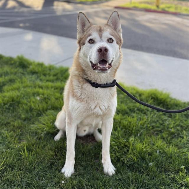 Enlarge RUFUS, a Adoptable Siberian Husky in Modesto, CA image 1/1