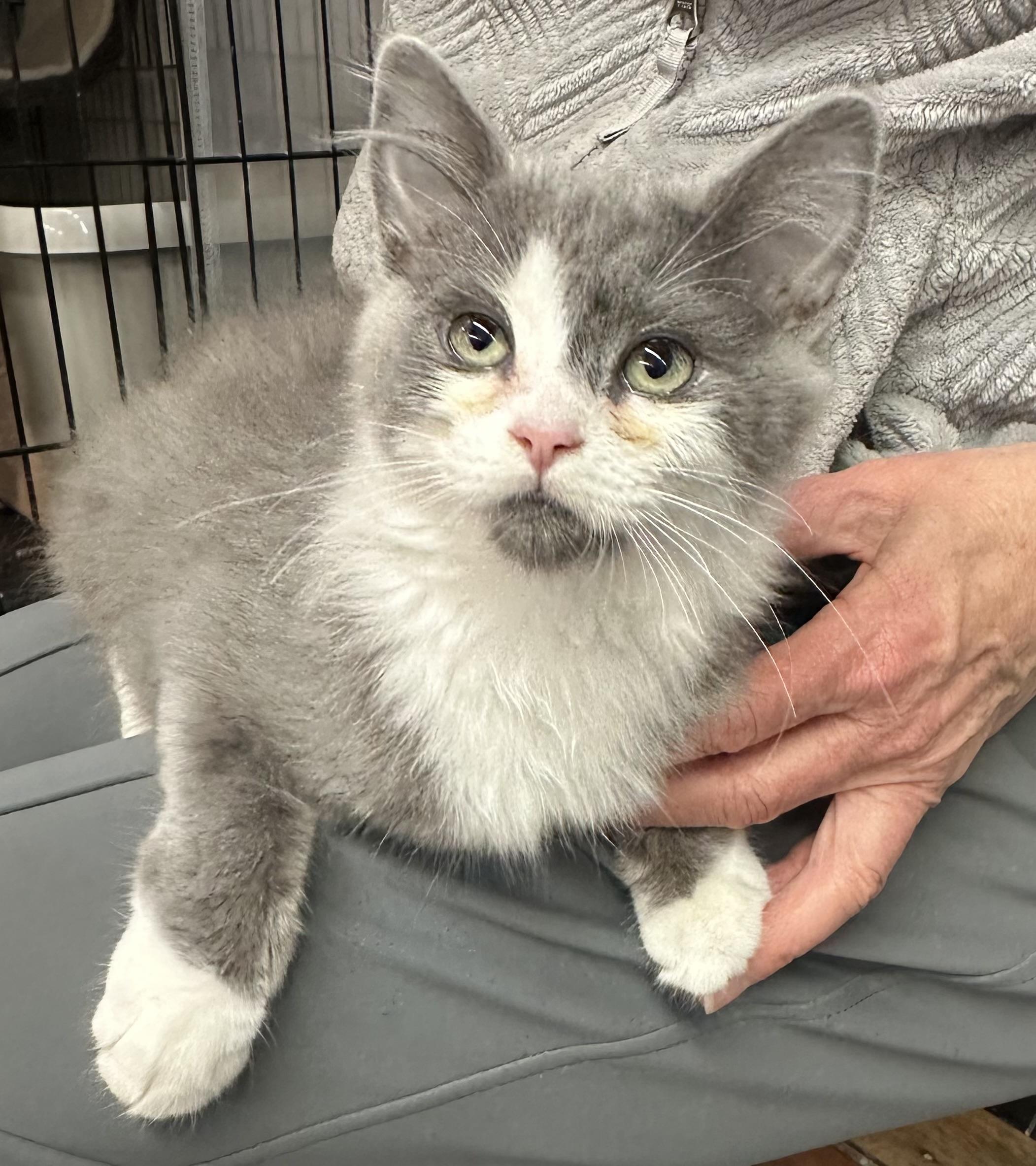 Cloud, Adoptable, Kitten Female Domestic Long Hair.