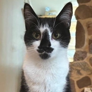 Enlarge Mikey, an adoptable Domestic Short Hair in Lemont, IL image 3/6