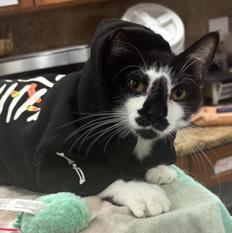Enlarge Mikey, an adoptable Domestic Short Hair in Lemont, IL image 2/6