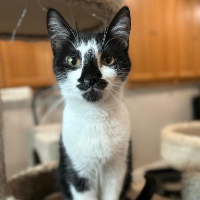 Enlarge Mikey, an adoptable Domestic Short Hair in Lemont, IL image 4/6