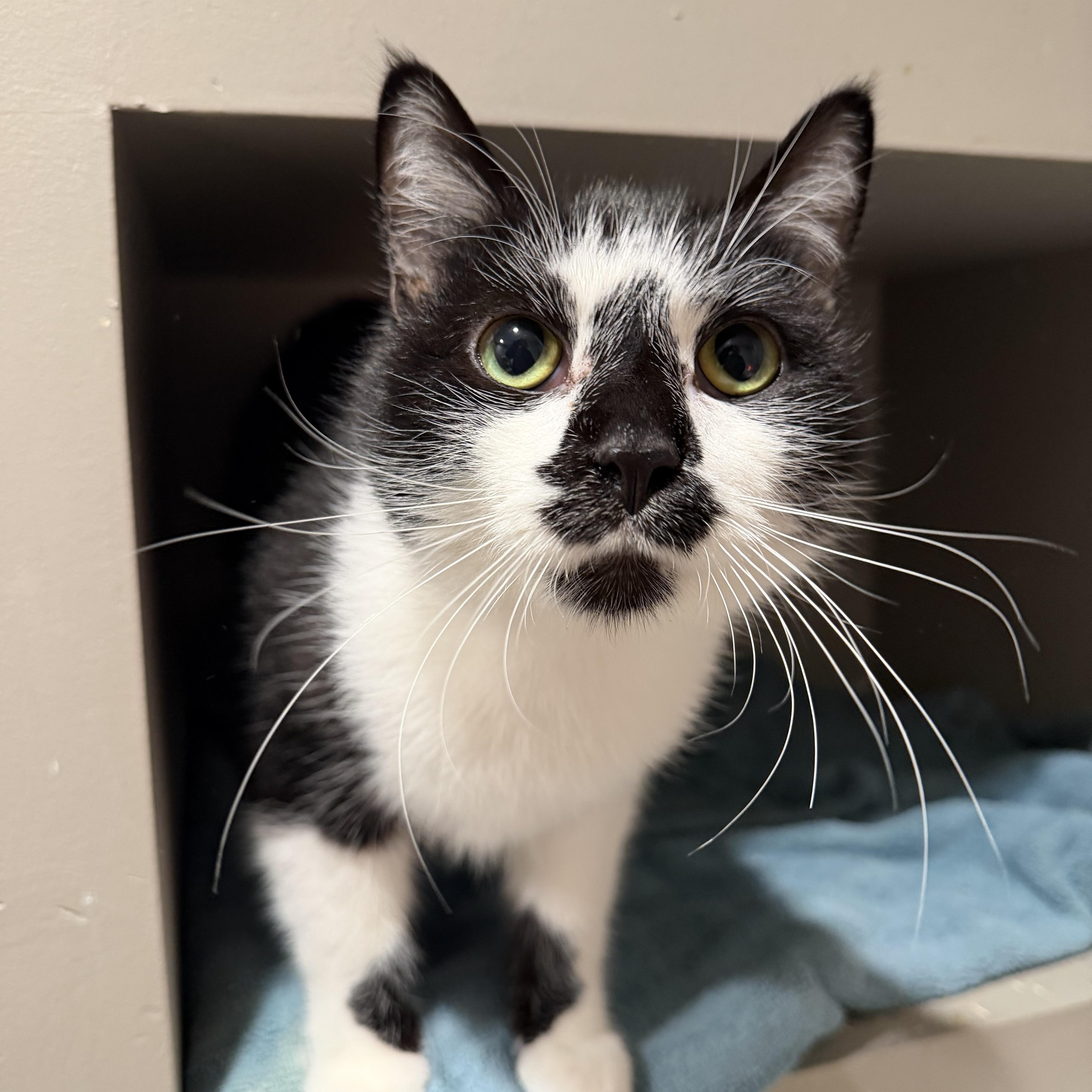 Mikey (SPECIAL NEEDS), an adoptable Domestic Short Hair in Lemont, IL image 5/6