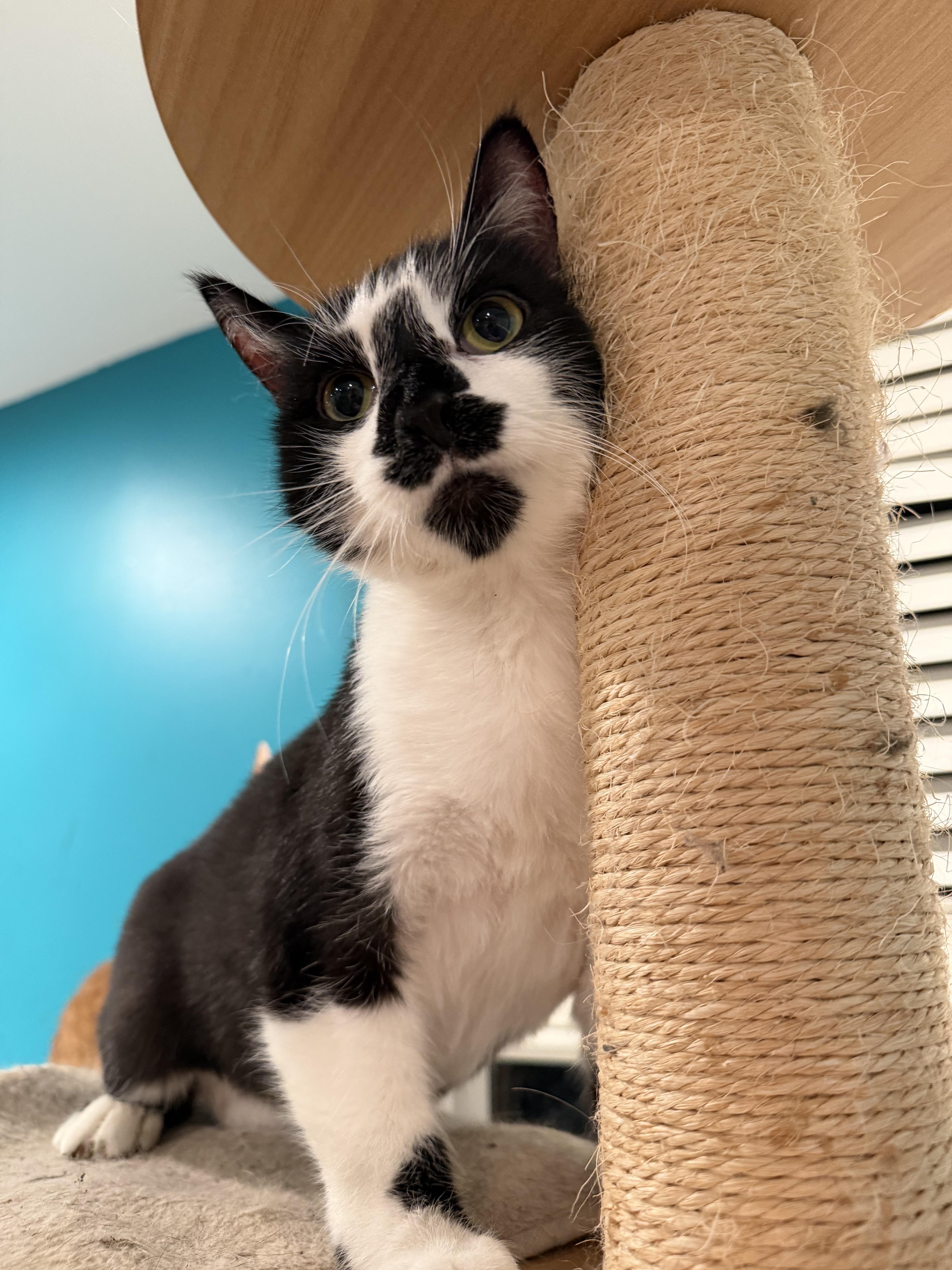 Enlarge Mikey, an adoptable Domestic Short Hair in Lemont, IL image 5/6