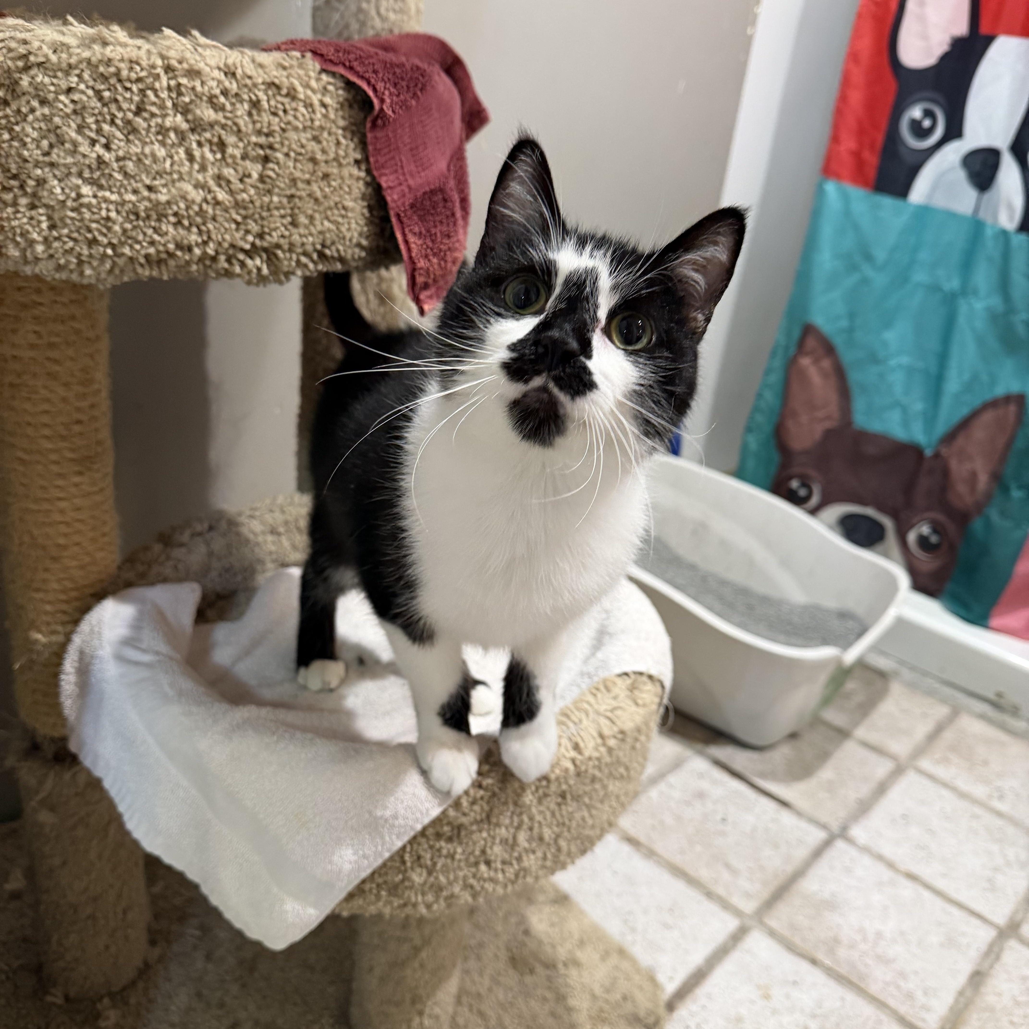 Mikey (SPECIAL NEEDS), an adoptable Domestic Short Hair in Lemont, IL image 6/6
