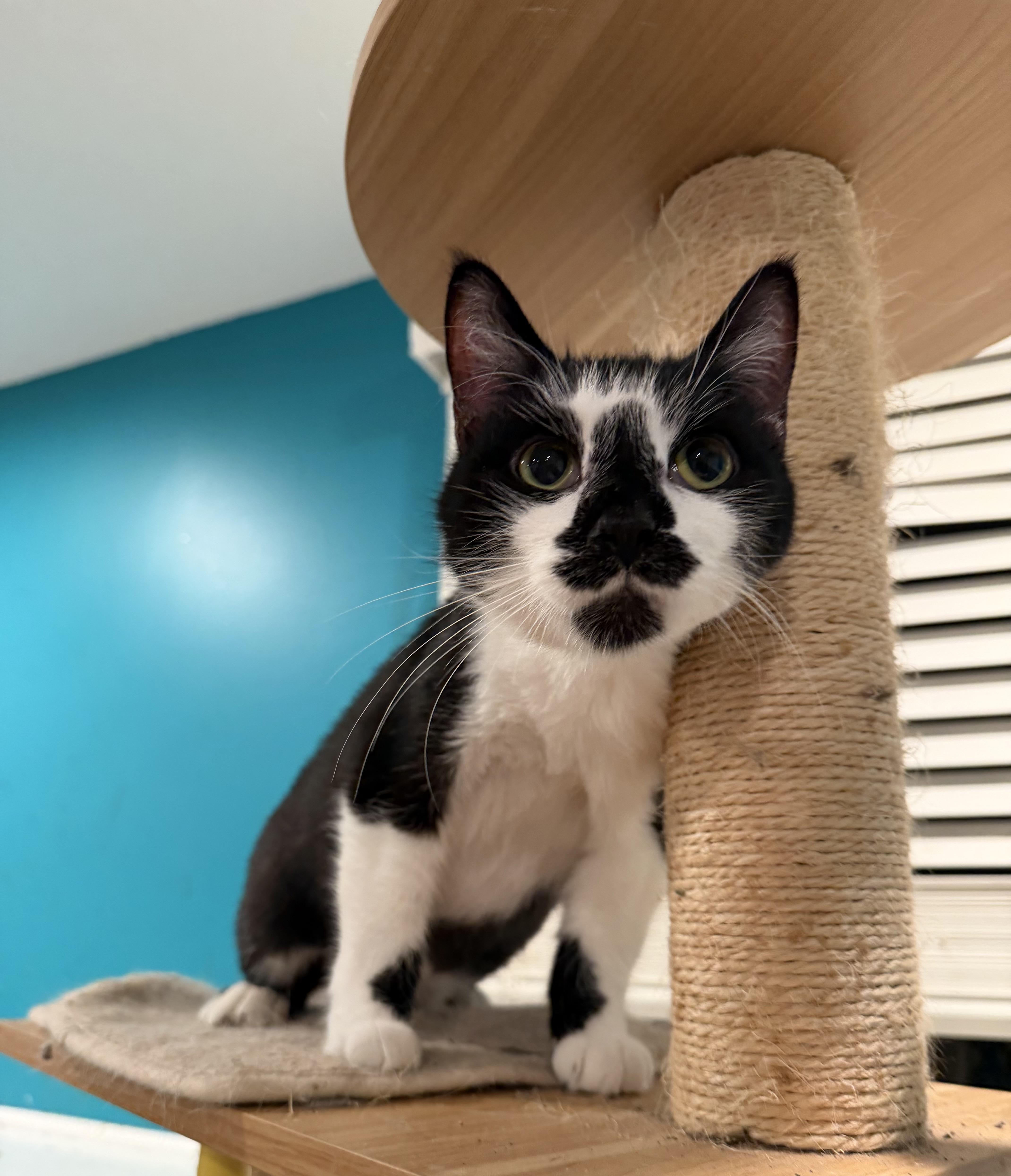 Enlarge Mikey, an adoptable Domestic Short Hair in Lemont, IL image 6/6