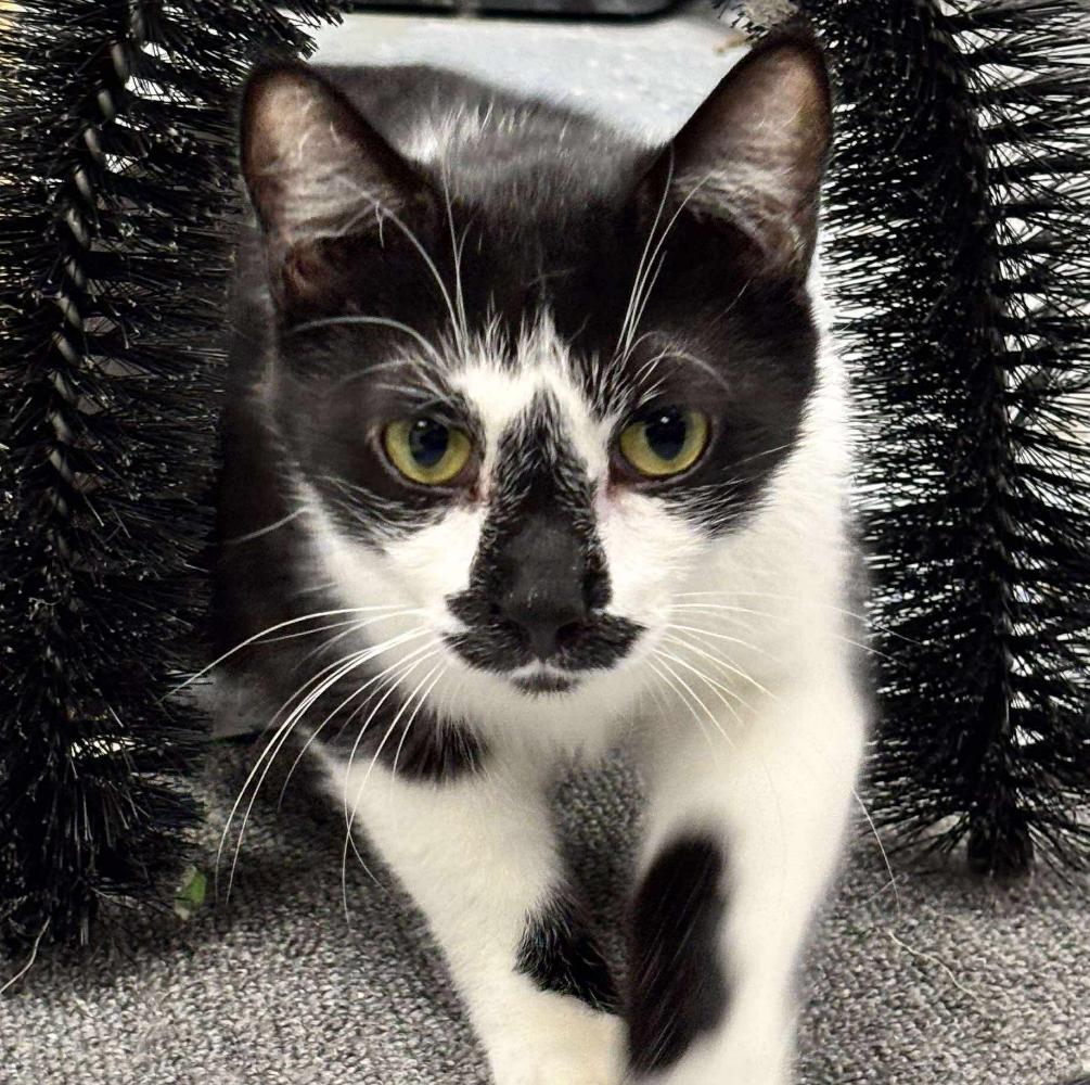Mikey, adoptable, Young Male Domestic Short Hair.