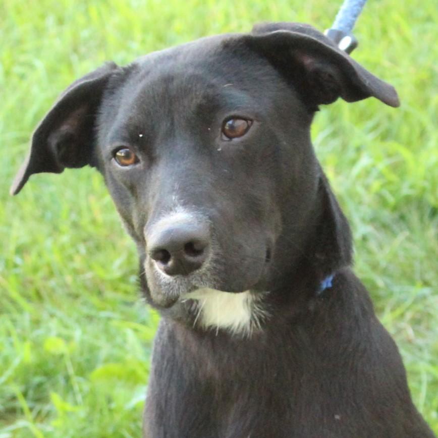 Enlarge Scout, a Adopted mixed breed in Eaton, OH image 5/6