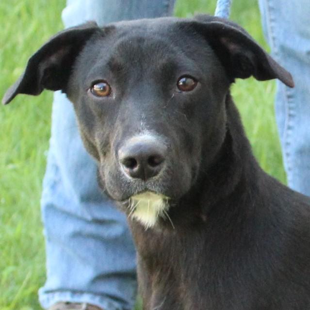 Scout, Adopted, Adult Male Terrier & Labrador Retriever.