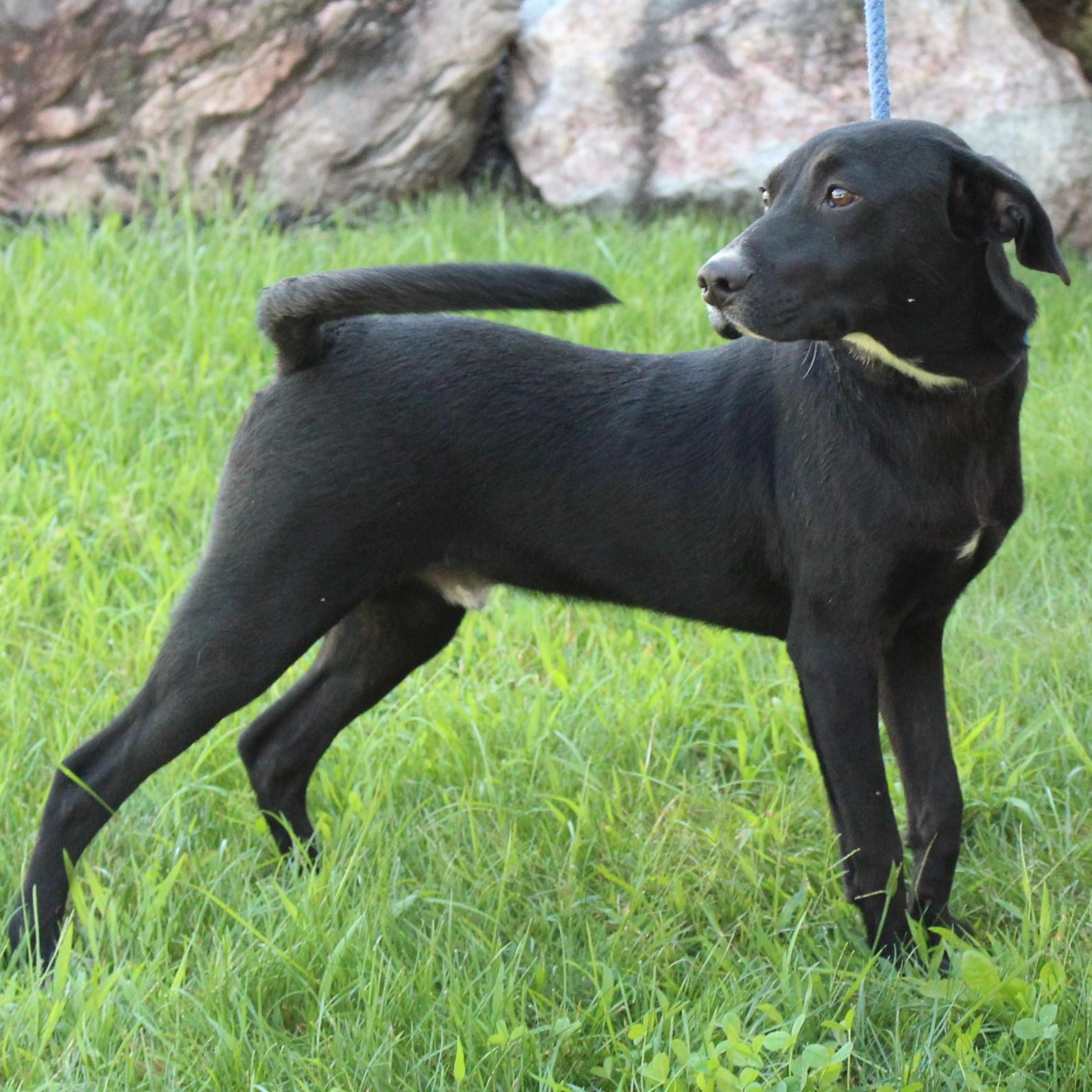 Enlarge Scout, a Adopted mixed breed in Eaton, OH image 2/6