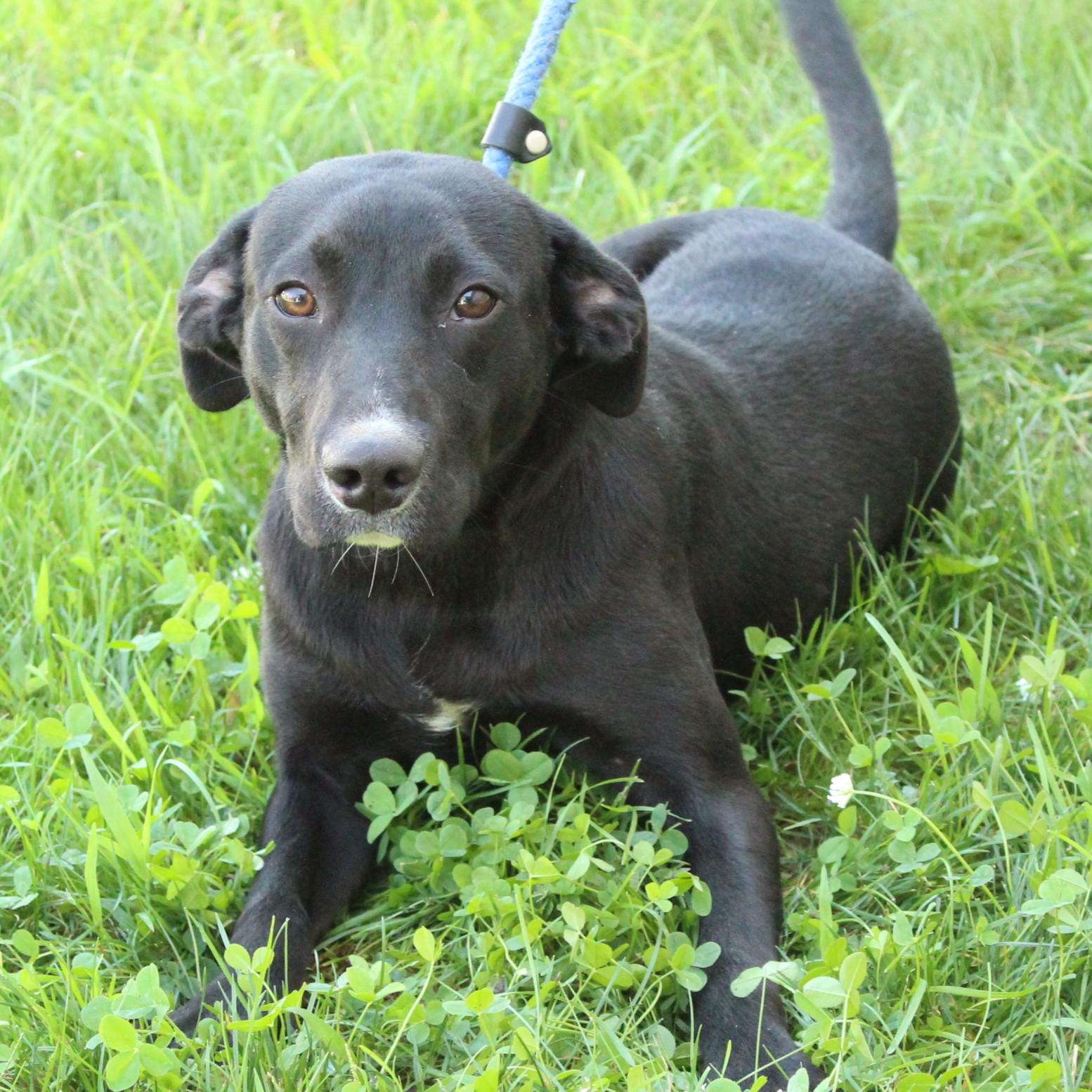 Enlarge Scout, a Adopted mixed breed in Eaton, OH image 4/6
