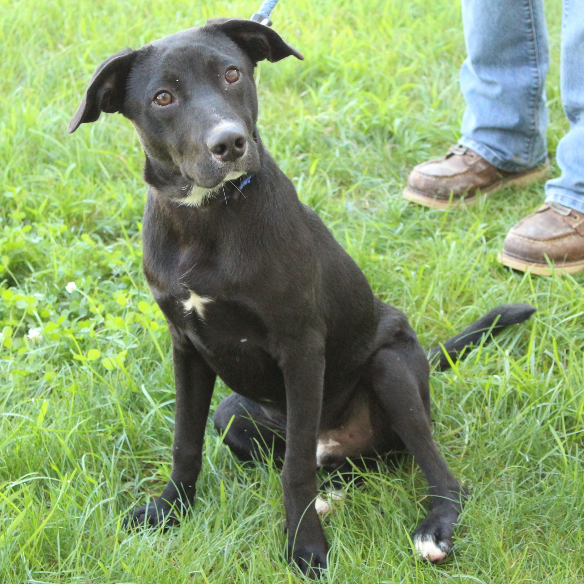 Enlarge Scout, a Adopted mixed breed in Eaton, OH image 6/6