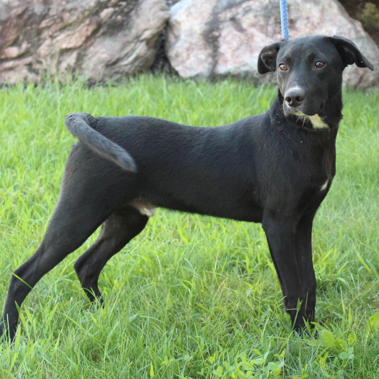 Enlarge Scout, a Adopted mixed breed in Eaton, OH image 3/6