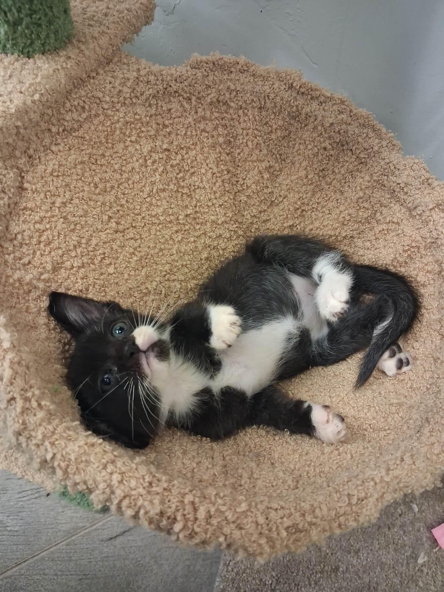 Enlarge Jesse, an adopted Domestic Short Hair in Roosevelt, UT image 2/2