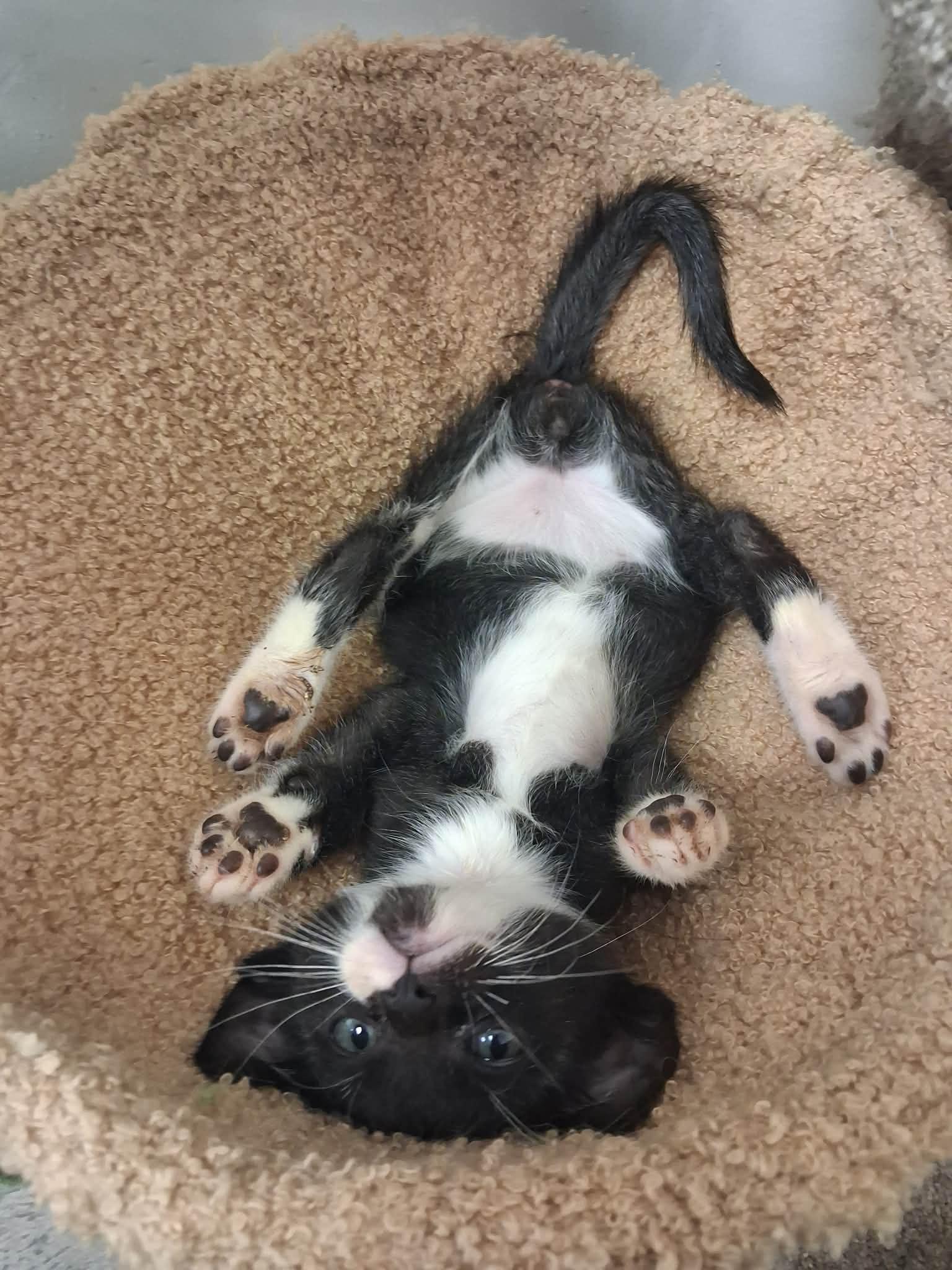 Jesse, adopted, Young Male Domestic Short Hair.