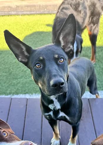 Mable Kay, Adoptable, Young Female Shepherd.
