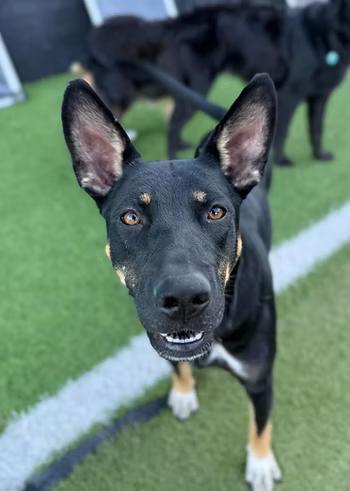 Enlarge Mable Kay, a Adoptable mixed breed in Racine, WI image 3/3
